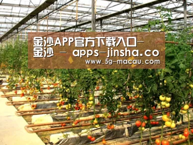 种植基地二(图1)